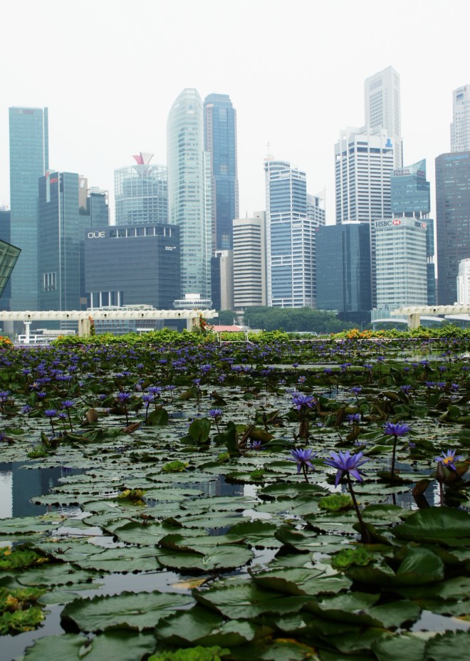 Nenúfares y rascacielos / Water lilies and skyscrapers