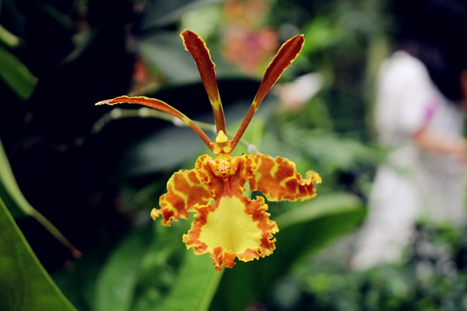 Jardín de Orquídeas / Orchid Garden